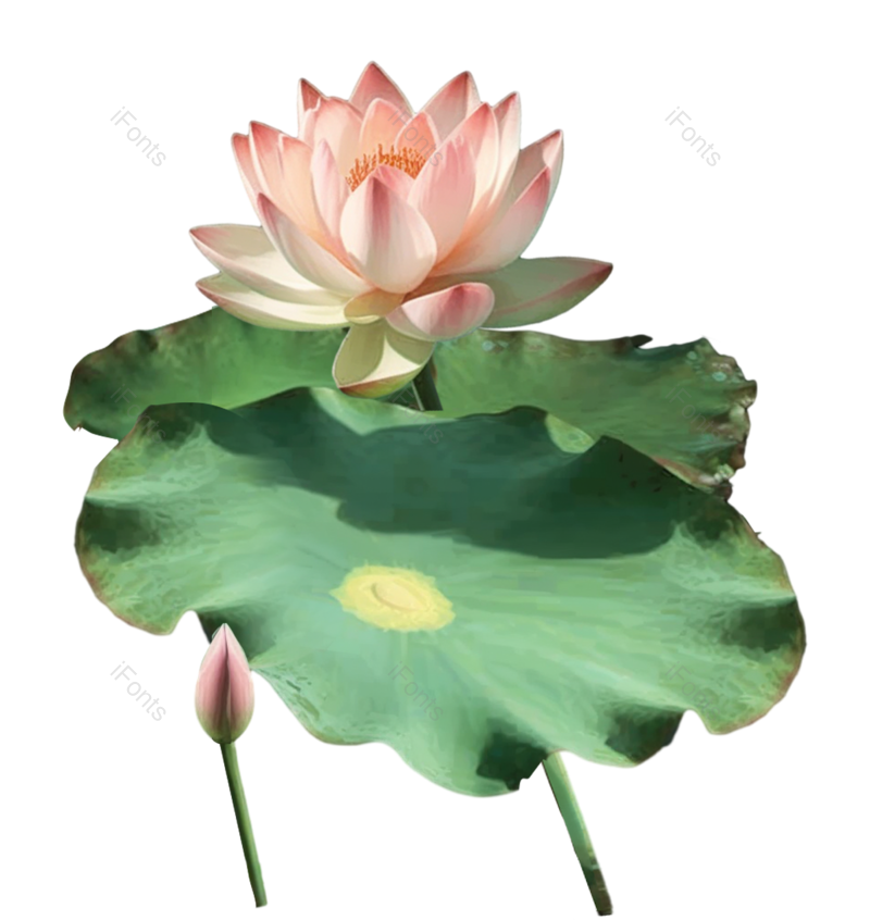 夏至图片,清新元素,荷花PNG,唯美免抠素材
